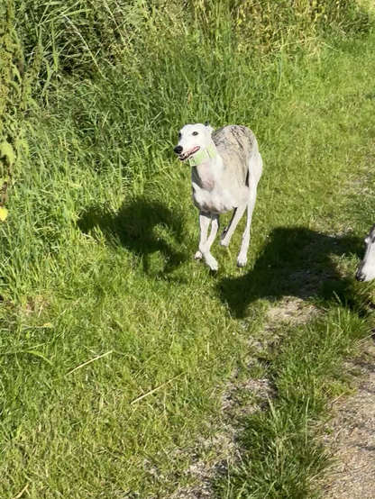 A white brindle Spanish Greyhound, airborne, while running down a grassy path 