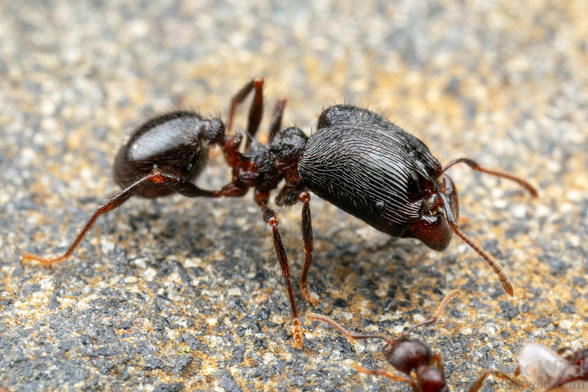 Photograph in side view of a large shiny black ant with a rectangular head that's about the same size as the rest of its body. 