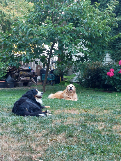 A Bernese Mountain Dog and a Golden Retriever lie in the grass and smile.