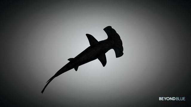 The black silhouette of a hammerhead shark seen from below.