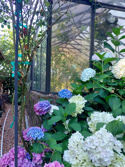 An angled view of a glass and bronze aluminum greenhouse on a split face block base, with purple, blue, and white hydrangeas in the foreground.
