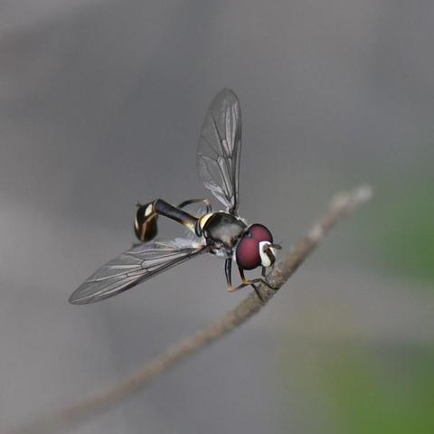 Fly with a long slender body that ends in a thicker abdomen, sitting with its wings spread out on a branch against a blurry gray background. It has big red eyes, and a mostly black body with white spots on its abdomen.