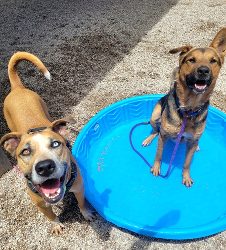 2 Beautiful dogs in a kiddie pool. 

Caption: 
