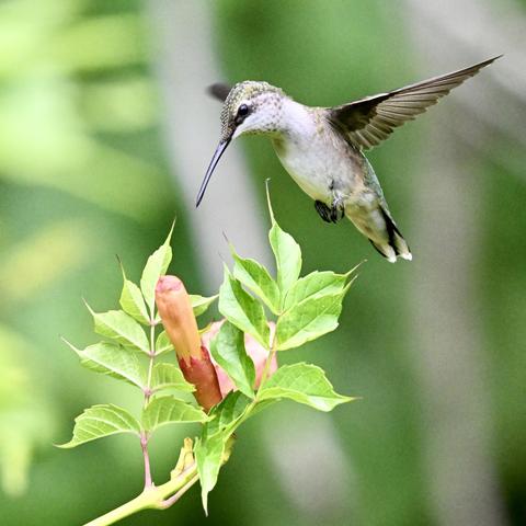 A ruby-throated hummingbird hovering above a light red trumpet vine flower. The bird has emerald feathers atop its head, sweeping back from its long, dark bill. Its throat and breast are white. Its wings are dark gray-green. The background is out-of-focus green leaves.