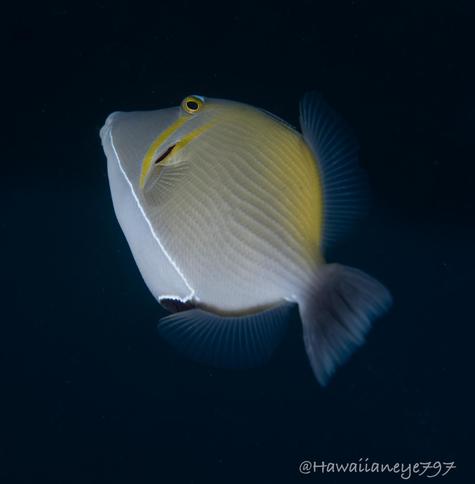 A gray fish swimming away from the camera, marked with yellow scythes over its gills.