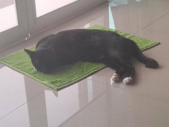 Haesu, a black and white cat, is sleeping peacefully on a green doormat