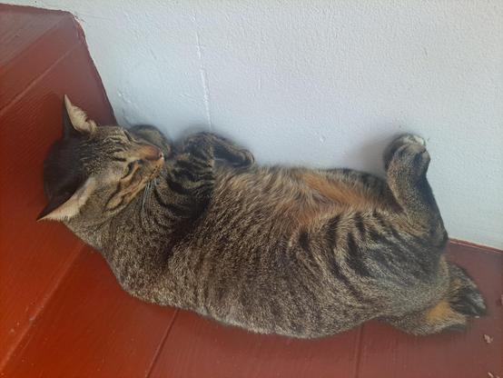 Hutchi, a round tabby cat without a proper tail, is resting on his back without a care in the world.  He is on a wooden step and leaning against a white wall.