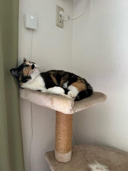 A calico cat is lying on a perch on a cat tree, looking up at the ceiling which contains (out of view) the air conditioner unit. 