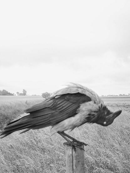 black and white photo of a bird on a post holding it's head upside down.