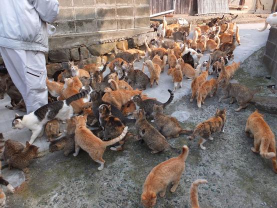 Fütterung vieler Katzen auf einer Straße in Aoshima