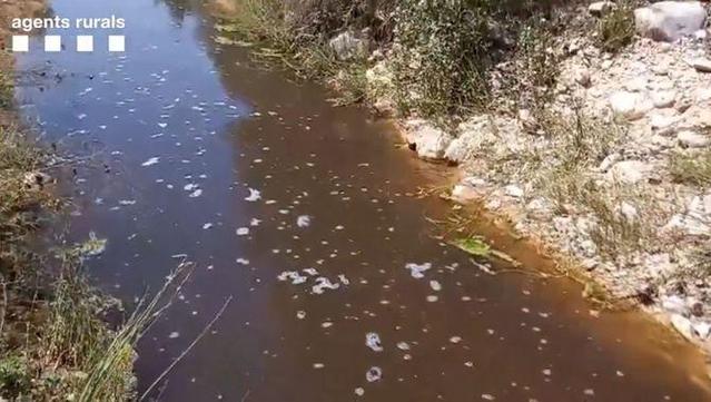 L'abocament de fems líquids ha tenyit d'un color marronós les aigües del riu Abella (Mossos d'Esquadra)