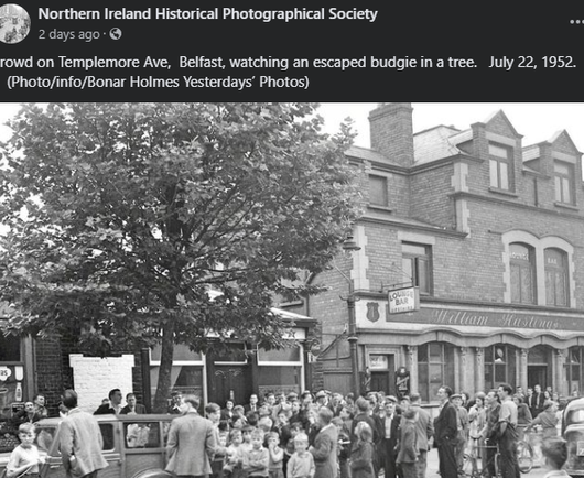 A segment from a photo post on social media by the 'Northern Ireland Historical Photographical Society' 
A photo from 1952 showing people on a street. They are gathered around a tree at the roadside looking up into the tree. The post says 