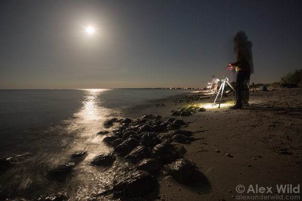 Nighttime photograph of a moonlit beach. The moon shines off the water, hundreds of rocklike horseshoe crabs line the waters edge, and a photographer stands by a tripod.