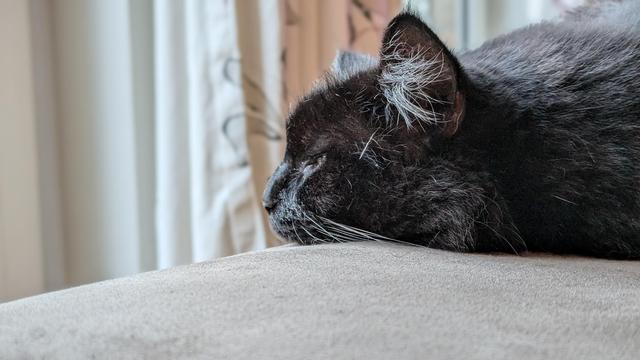 Cookie the cat sleeping on the sofa