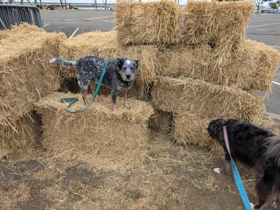 Merle, a blue heeler, standing on a bale of hay.