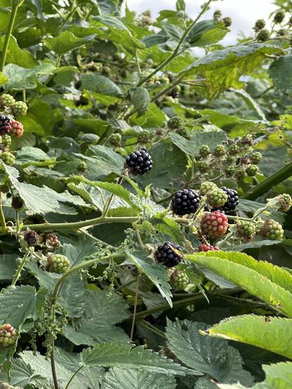 Some ripe blackberries on a blackberry bush.