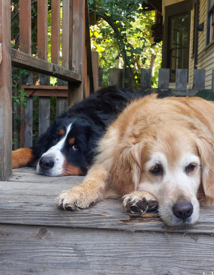 Josie and Winnie, Bernese Mountain Dog and Golden Retriever, lying on a small wooden deck, watching hand watering