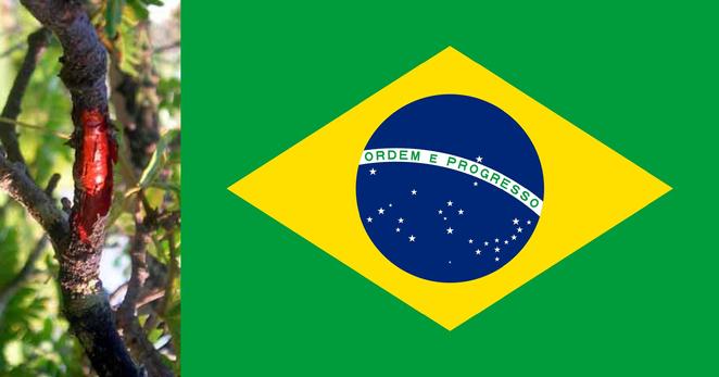 Links ein Bild von Brasilholz, rechts die Flagge Brasiliens