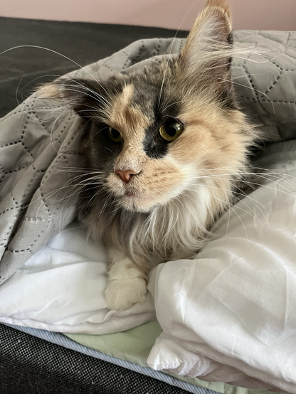 Diluted calico Mainecoon-cat under bedcovers