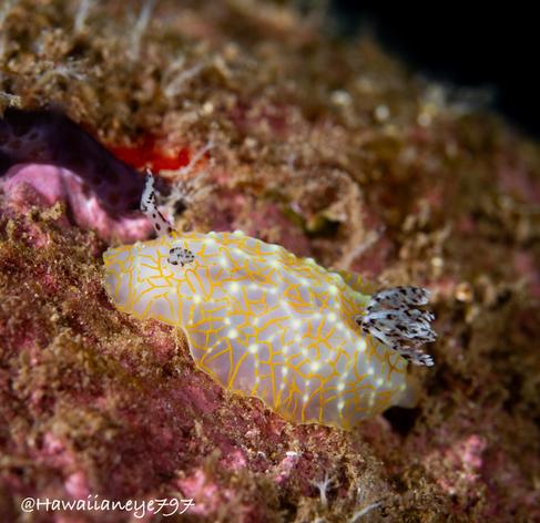 A translucent sea slug crisscrossed with fine golden lines and marked with white spots. 