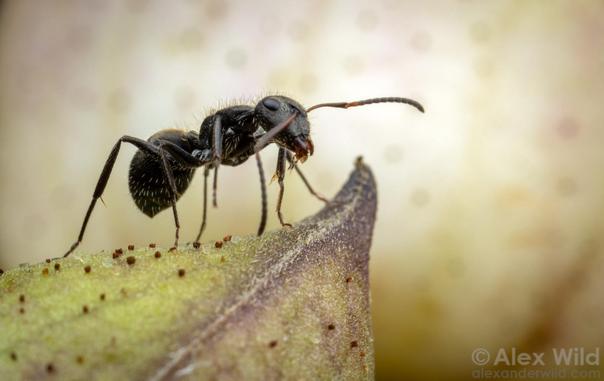 Side view, almost silhouette, of a small hairy black ant standing among giant speckled flower buds.
