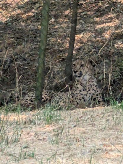 Cheetah, at a drive through safari.