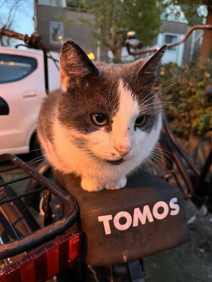 Our cat is chilling on the saddle of a parked moped; funny how cats always naturally seem to claim stuff they don't actually own