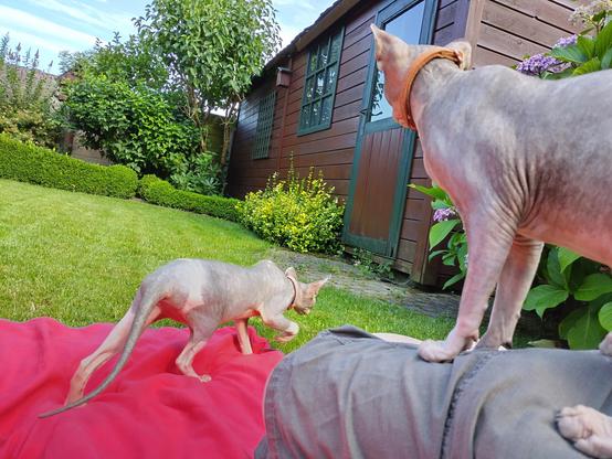 Sitting in the garden while the sphynxes are investigating and walking all over me