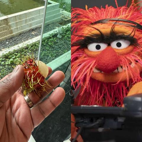 A hand holding a peeled rambutan fruit beside an image of a puppet character with wild, red and orange hair.