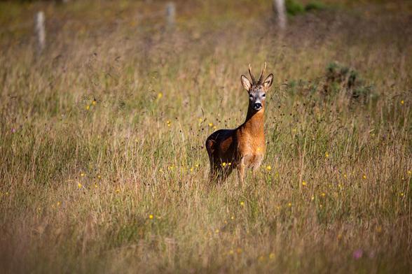 A young stag facing camera in a wild meadow in bright morning sunshine