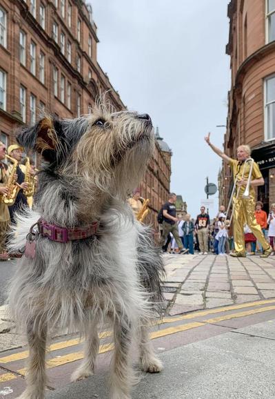 A small terrier-style dog stands in the bottom left foreground, looking up to the top right. In the background are brass playing musicians dressed in gold. One of the musicians is holding up his arm with palm outstretched. The perspective almost seems like he is booping the dog's snoot.