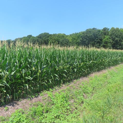 July corn in a field here in Virginia. The corn is green, moderately high, not ready for picking. This variety is locally called 