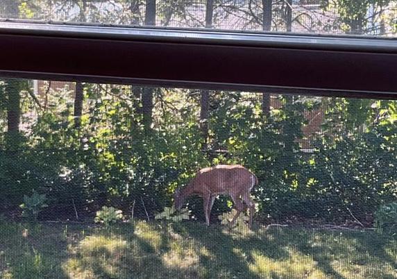 Deer in Roslindale backyard, by Pass