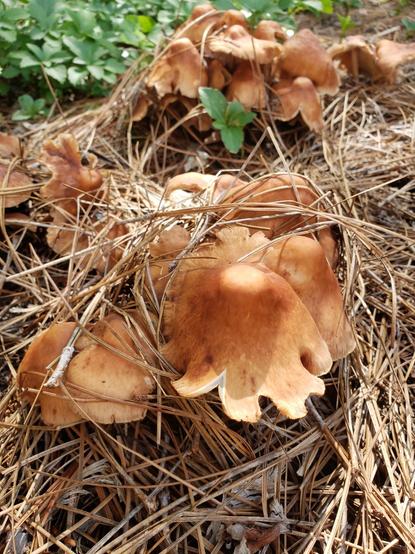Closeup of brown mushrooms popping up in pine needles