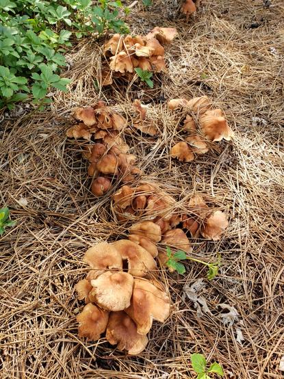 Many mushrooms fruiting in pine needles