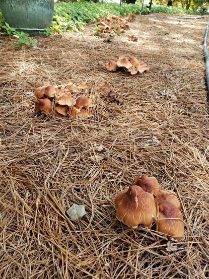 Ground level view of brown mushrooms along a pine needle pathway