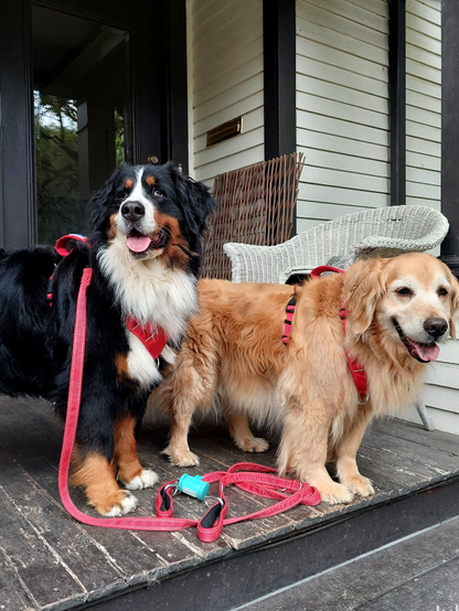 A smiling Bernese Mountain Dog and Golden Retriever wearing bright red harnesses and leashes stand on a weather beaten porch