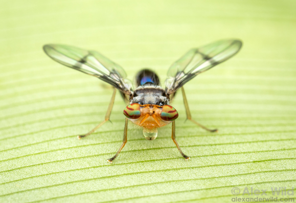 Photograph in face view of a colorful fly with a broad head standing on a leaf, and bright red horizontal lines running through it's large, widely-separated compound eyes.  The fly is holding a small round water droplet in its mouth.