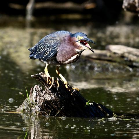 A green heron tossing a freshly caught small, silver fish into its wide open beak. The bird has a long, dark beak, blue feathers atop its head, purple-brown feathers along its neck and the back of its head, and dark blue feathers. The bird is perched atop a mud-crusted log in dark-green murky water.