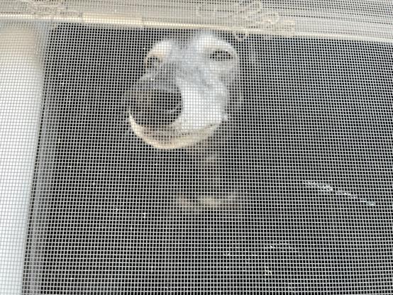 My greyhound rescue, just turned ten, standing on my bed, nose to the screen, watching me park the car.