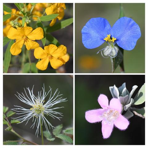 Collage of four native wildflowers found in south-central Texas. Top left: a bunch of yellow flowers, top right: a single blue flower, bottom left: a single white flower consisting of many small strands, bottom right: a single purple flower.