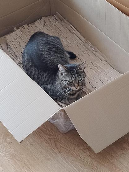 Kot siedzący w pudełku i patrzący w kierunku aparatu