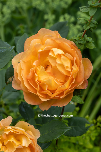 Orange-yellow rose with double flower.
