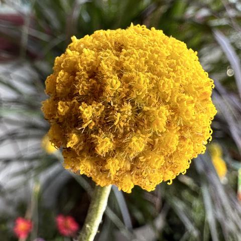 Photo of a flower believed to be a Billy Botton.
A bright yellow ball. Very striking. Nobody at the Garden Center in Germany knew for sure.
Names I came across are Wollyhead, Billy Button, Button Everlasting, Trommelstock