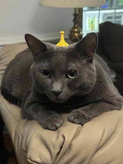 A gray shorthaired cat lies on top of a tan leather chair.  She has green eyes and is facing the camera. A bright yellow board-game piece sits on top of her head, between her ears.  