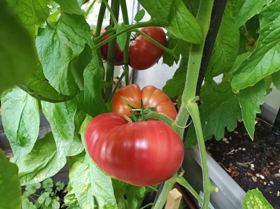Große, reife, rote Tomaten hängen an einer Pflanze mit grünen Blättern. Die Tomaten sind fleischig und haben eine leicht unregelmäßige Form. Im Hintergrund sind weitere Tomaten und ein Teil des Gartens zu sehen. Die Blätter der Pflanze sind groß und tiefgrün.