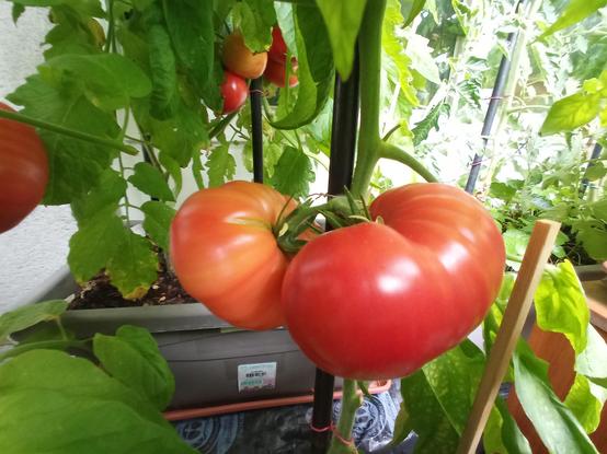Große, rote und orangefarbene Tomaten hängen an einer Pflanze mit grünen Blättern. Die Tomaten sind fleischig und unregelmäßig geformt. Ein Stützstab ist zur Stabilisierung der Pflanze angebracht. Im Hintergrund sind weitere Tomaten, grüne Blätter und Pflanzgefäße zu sehen.