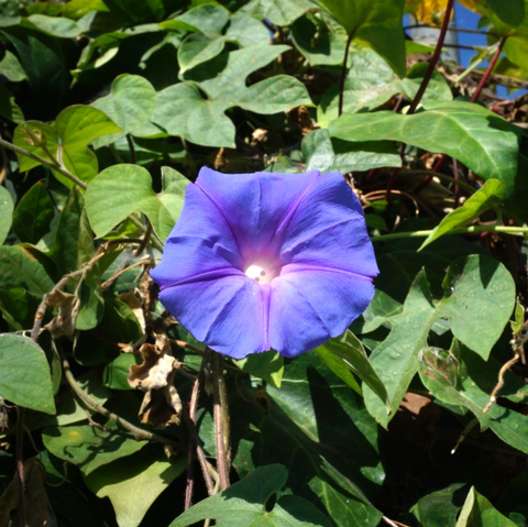 Photo of a blue morning glory flower and green leaves. 