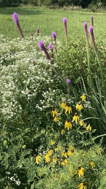 A mixture of tall flowering plants.  
Top to bottom:
purple Liatris,
white Flowering Spurge,
yellow Gray-headed Coneflowers,
Illinois Bundle Flower (mostly done flowering, but note the fine feathery foliage). 