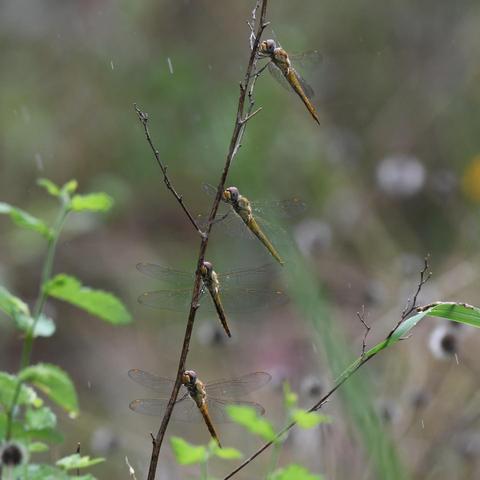 Four dragonflies holding on to the same branch, all facing in the direction where the wind is coming from. A few raindrops are captured as well.